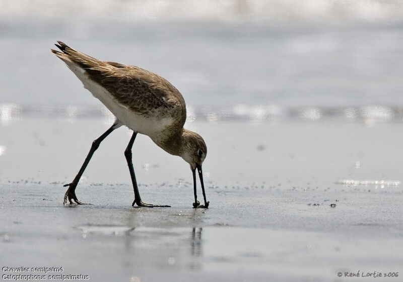 Willet