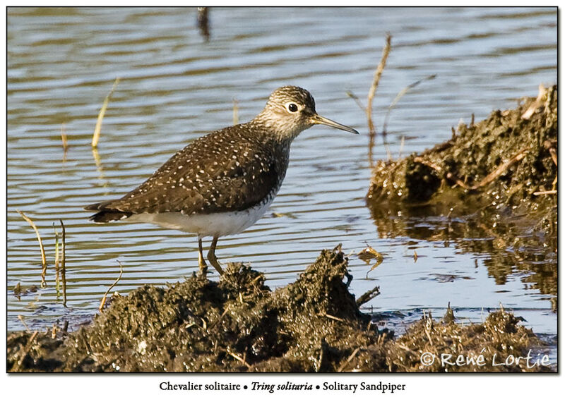 Solitary Sandpiperadult