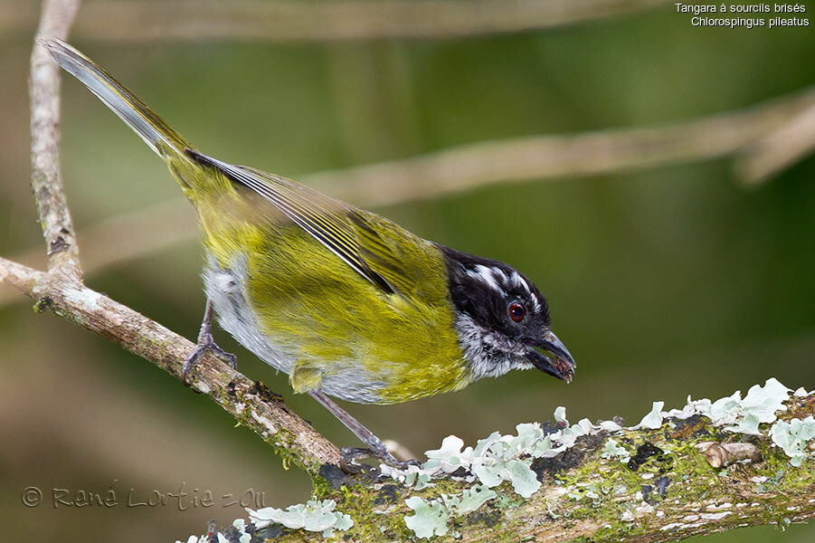 Sooty-capped Chlorospingus