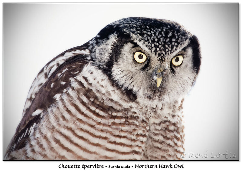 Northern Hawk-Owl, identification