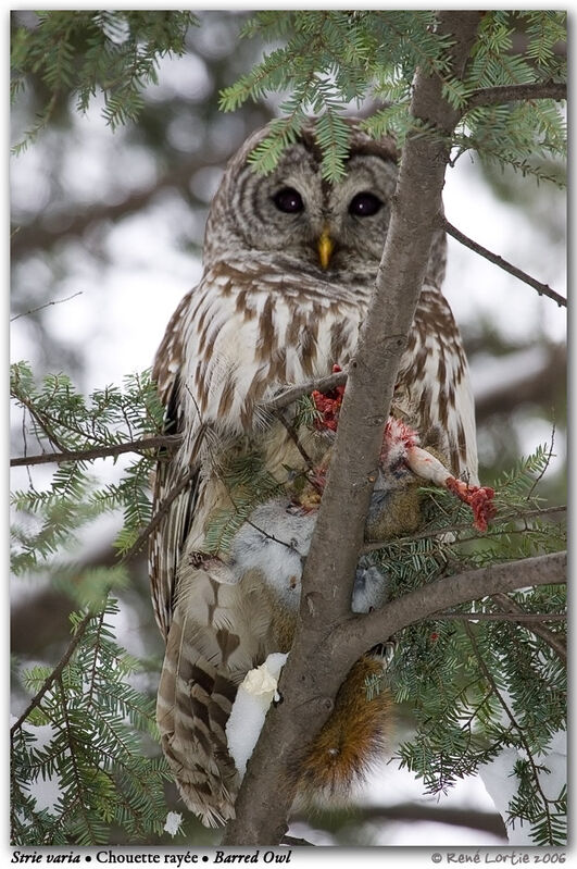 Barred Owl