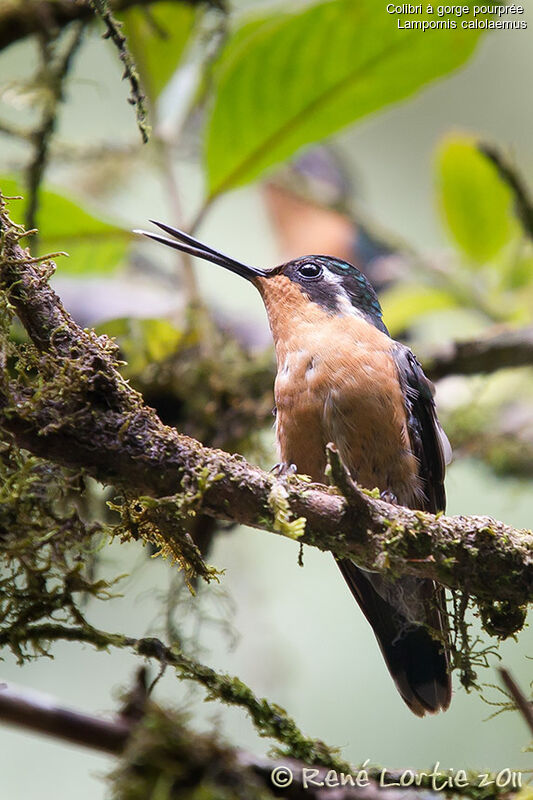 Purple-throated Mountaingem female adult, identification