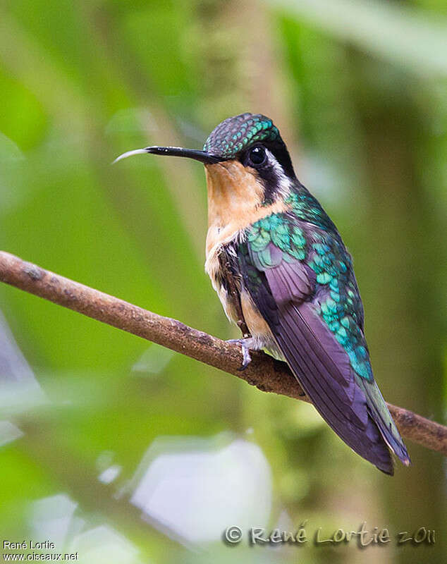 Colibri à gorge pourprée femelle adulte, identification