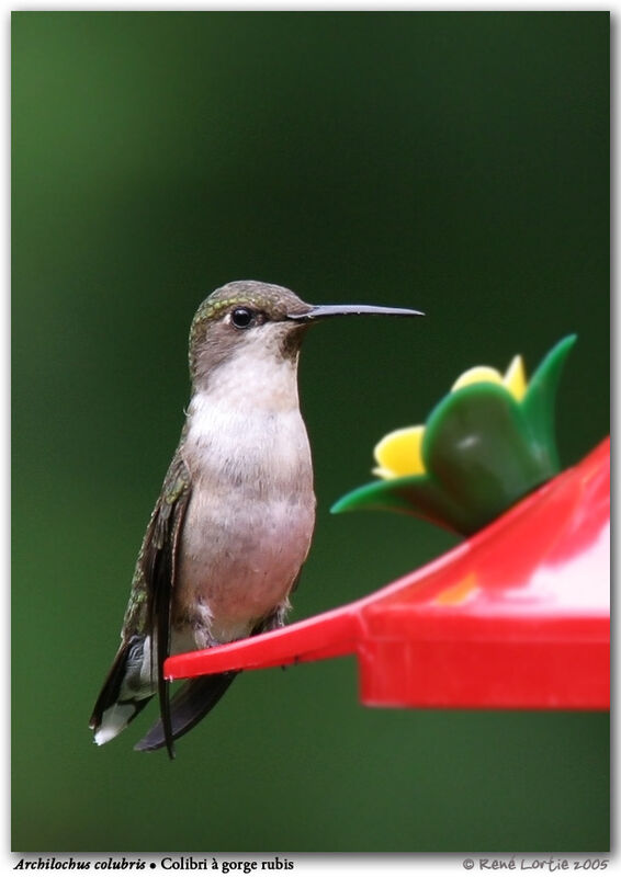 Ruby-throated Hummingbird