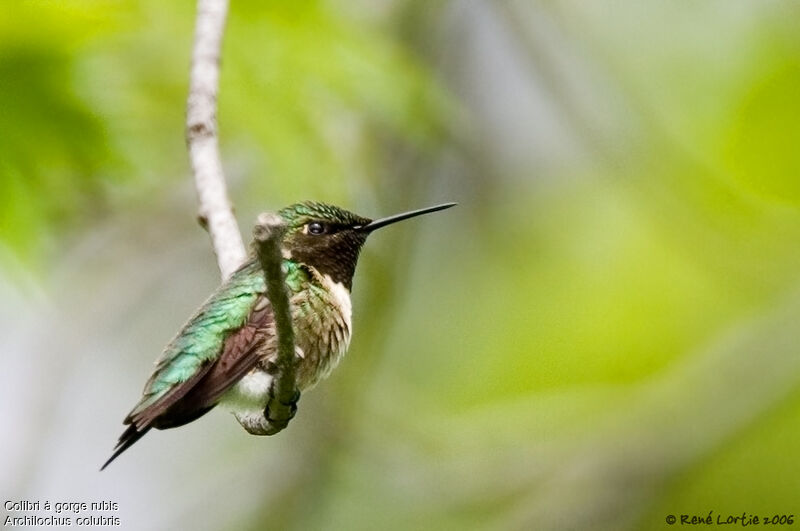 Colibri à gorge rubisadulte