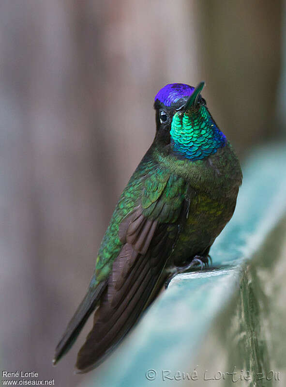 Rivoli's Hummingbird male adult, identification