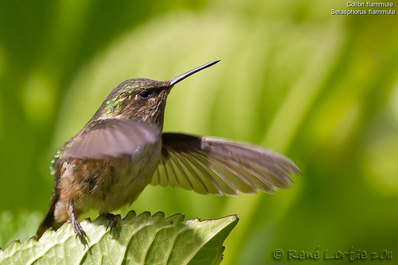 Volcano Hummingbirdadult, identification