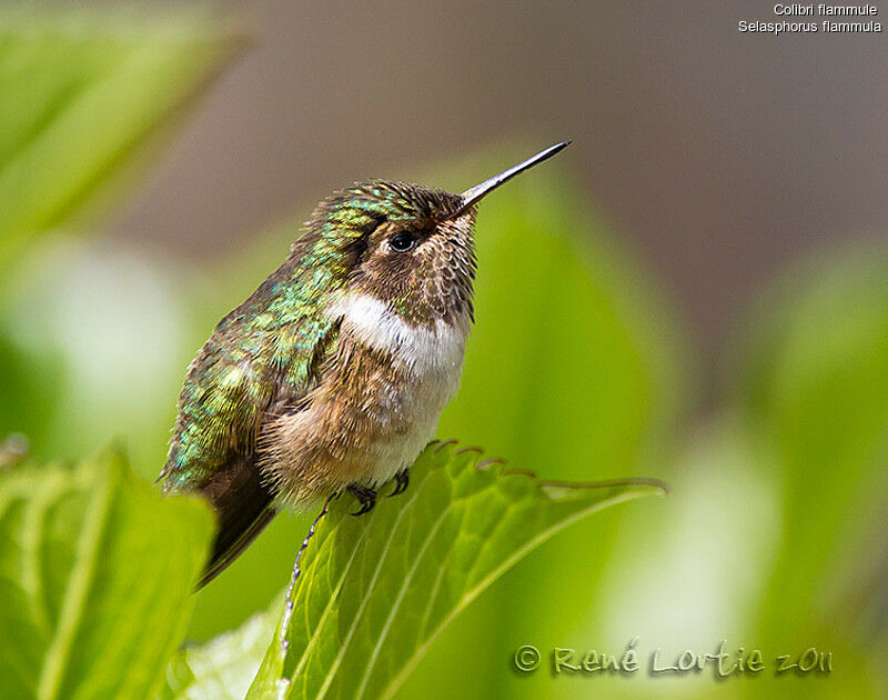 Colibri flammuleadulte