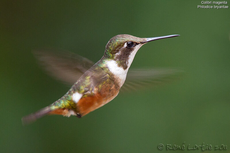 Magenta-throated Woodstar female adult, Flight