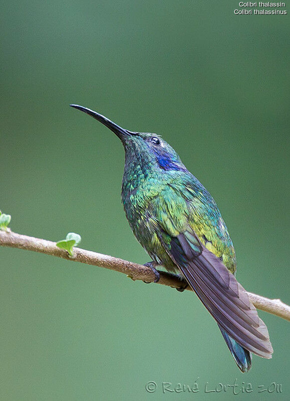 Mexican Violetearadult, identification