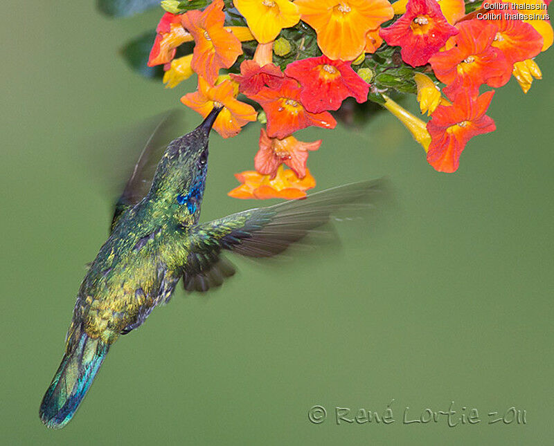 Mexican Violetearadult, identification, Flight, feeding habits