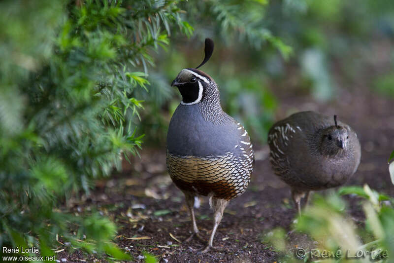 California Quailadult breeding, pigmentation