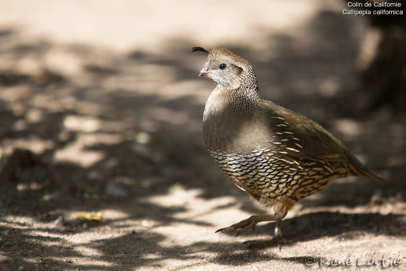 California Quail female adult, identification