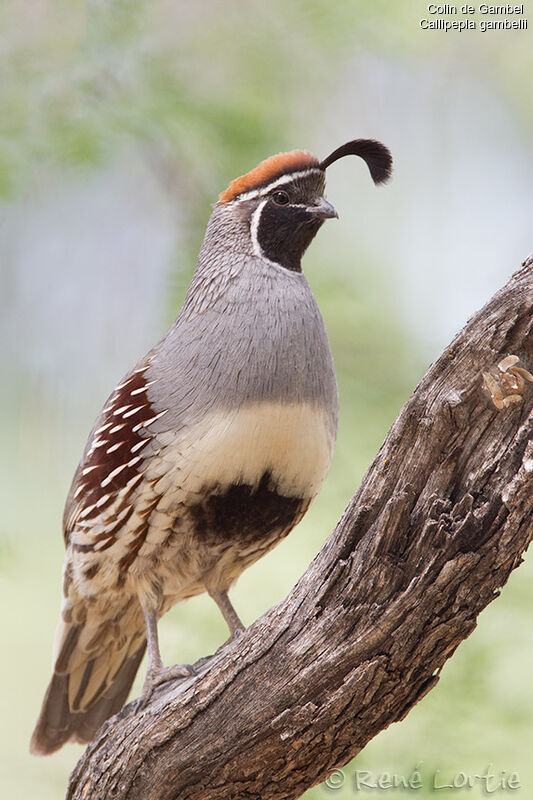 Gambel's Quail male adult, identification