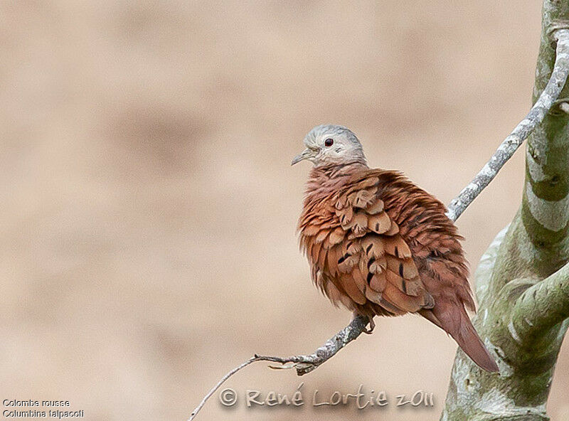 Ruddy Ground Doveadult, identification