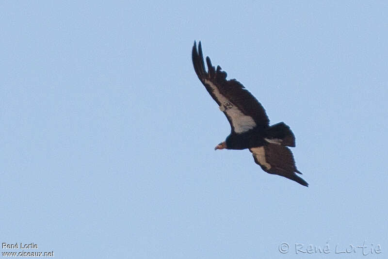 California Condoradult, Flight