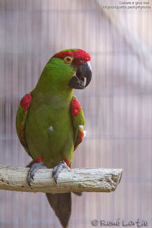 Conure à gros becadulte, identification