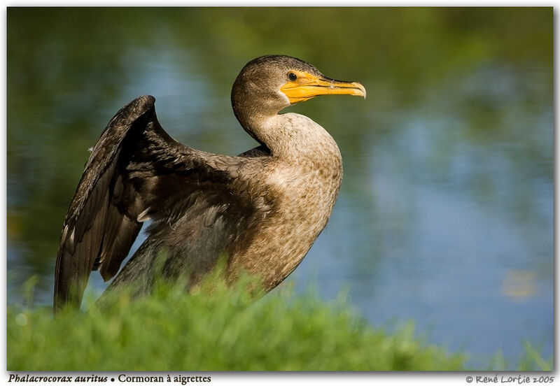 Cormoran à aigrettes