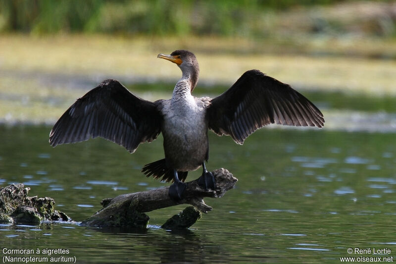 Cormoran à aigrettes