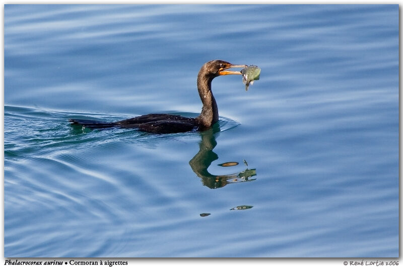 Cormoran à aigrettesadulte