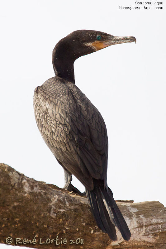 Neotropic Cormorantadult, identification