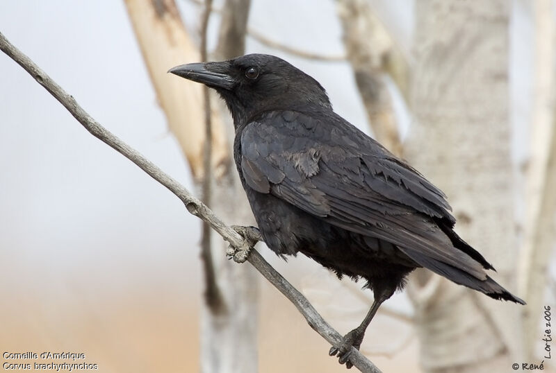 American Crow