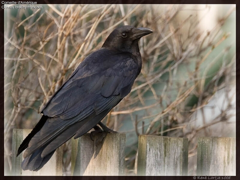 American Crowadult