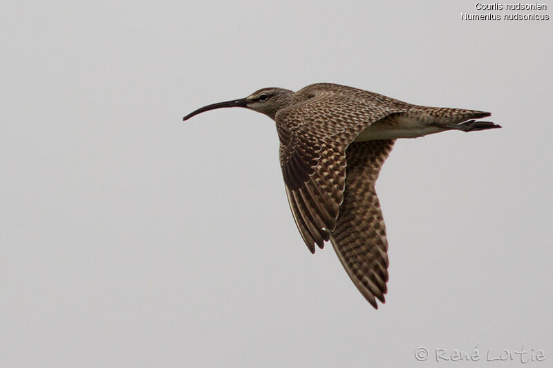 Hudsonian Whimbreladult, Flight