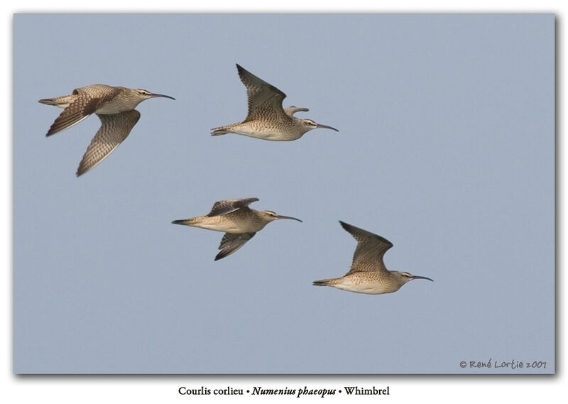 Hudsonian Whimbrel