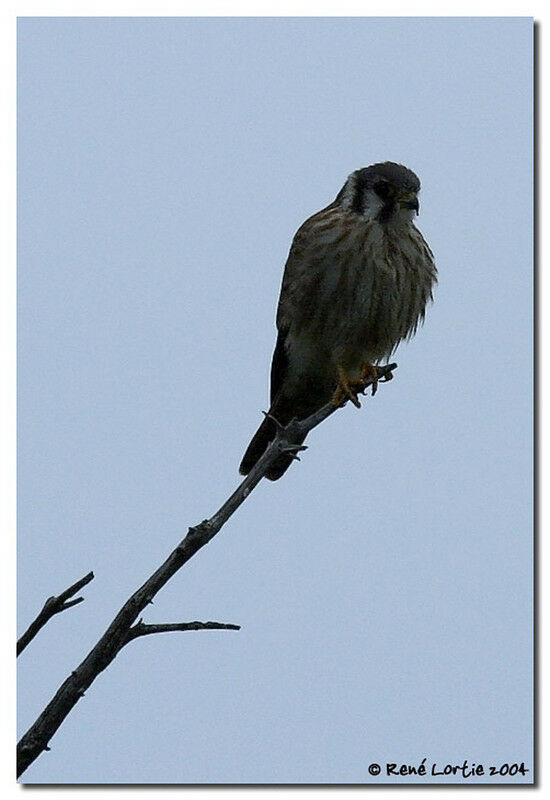 American Kestrel