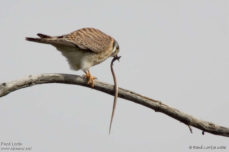 Crécerelle d'Amérique femelle adulte, régime, pêche/chasse