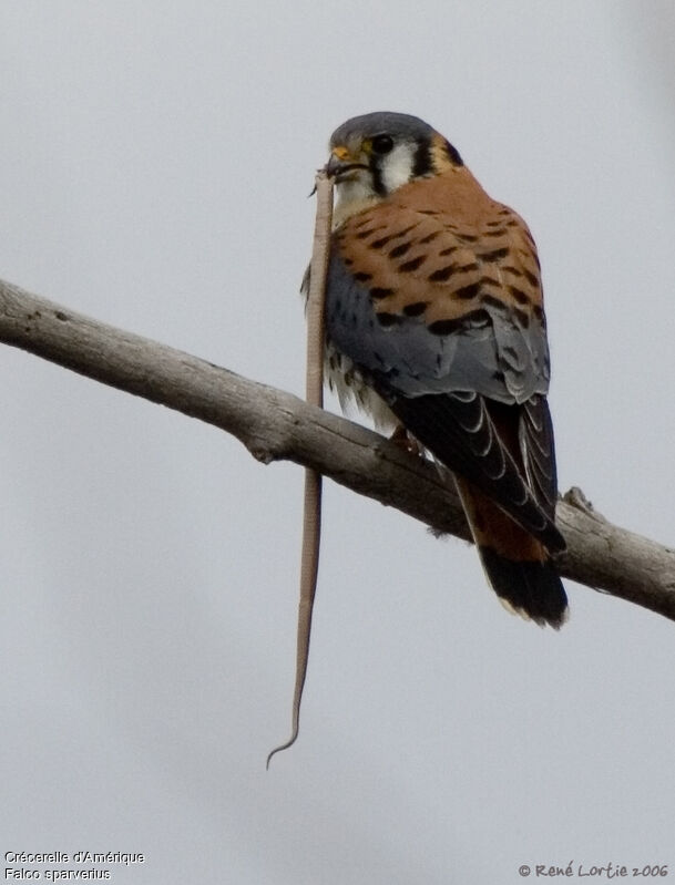 American Kestrel male adult