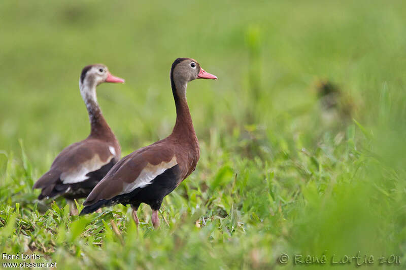 Black-bellied Whistling Duck, pigmentation