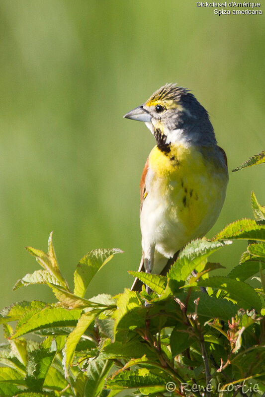 Dickcissel male adult, identification