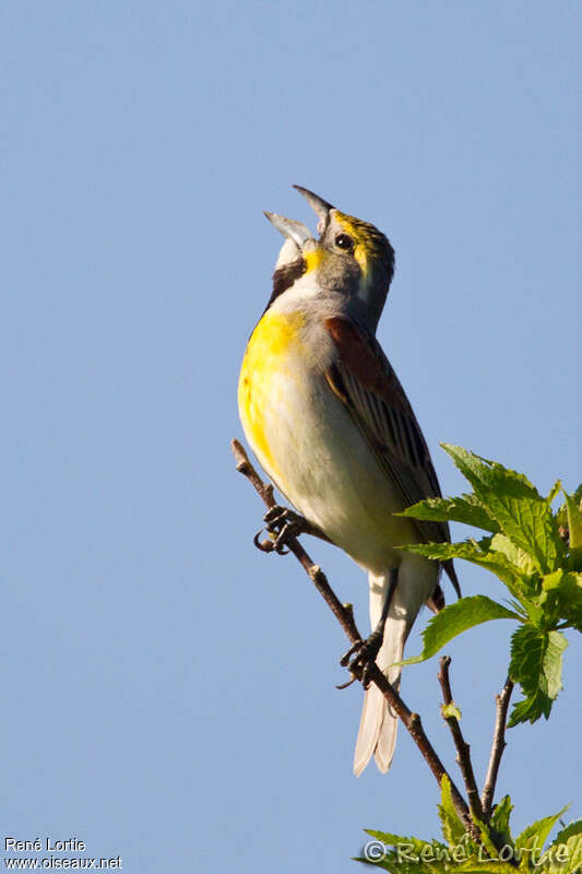 Dickcissel d'Amérique mâle adulte, chant