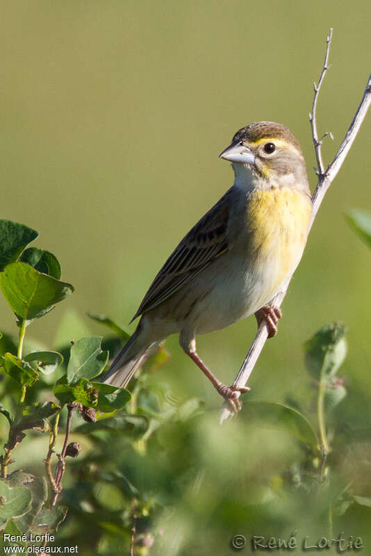 Dickcissel female adult, close-up portrait