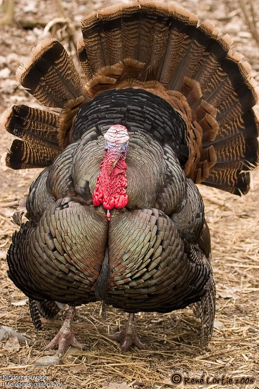 Wild Turkey