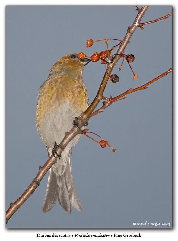 Pine Grosbeak female adult post breeding