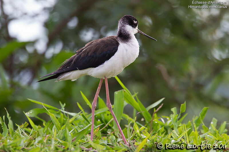 Black-necked Stiltadult, identification