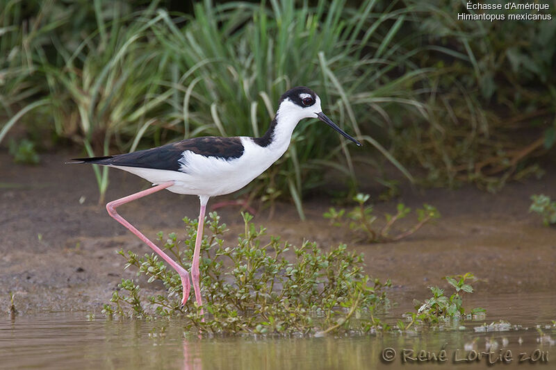 Black-necked Stiltadult, identification