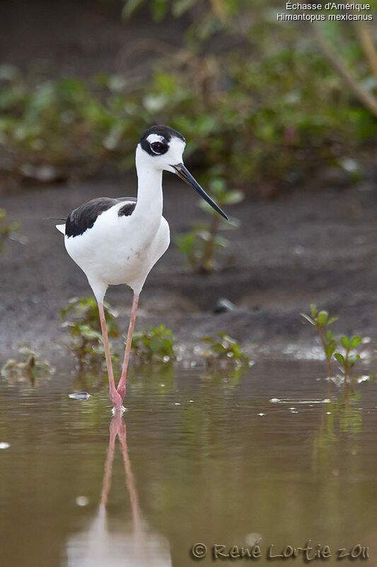 Échasse d'Amériqueadulte, identification