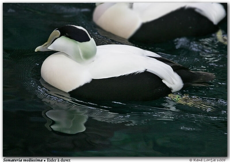 Eider à duvet