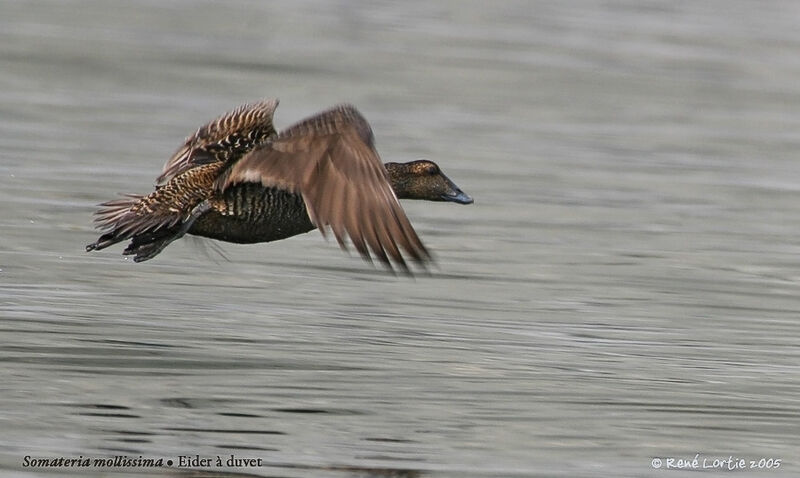 Common Eider