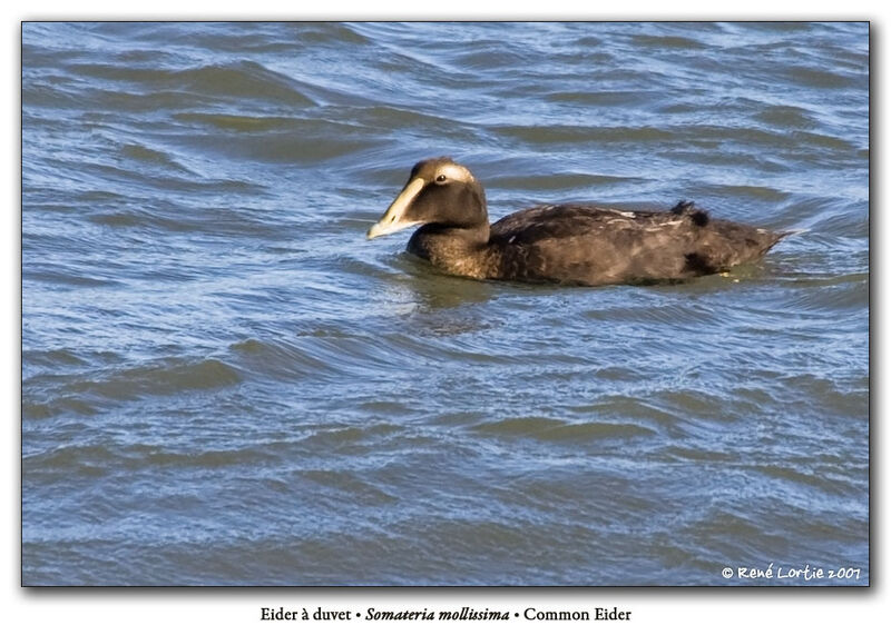 Eider à duvet mâle adulte