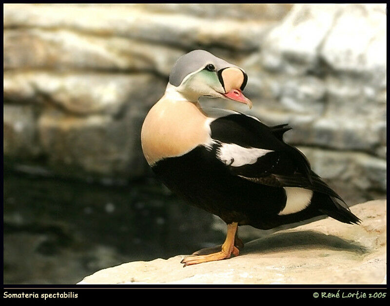 Eider à tête grise