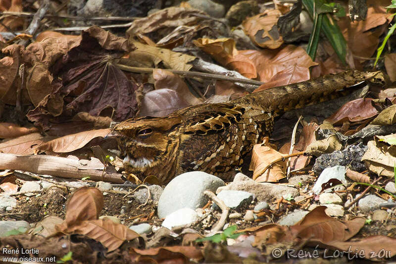 Engoulevent pauraquéadulte, camouflage, pigmentation, Comportement