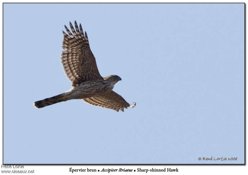 Sharp-shinned Hawkimmature, Flight