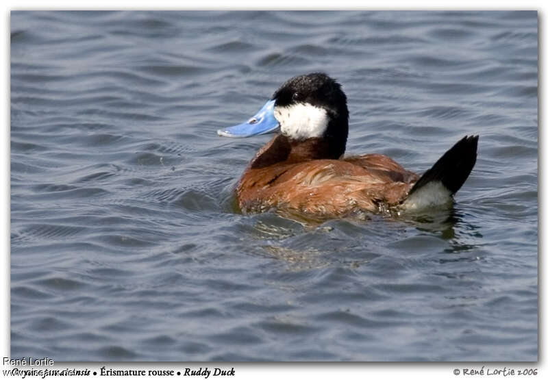 Ruddy Duck male adult breeding, identification