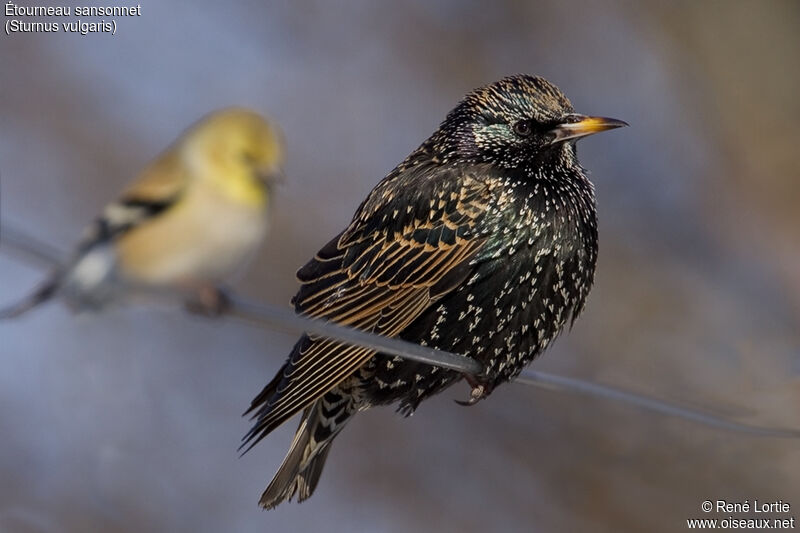 Common Starling