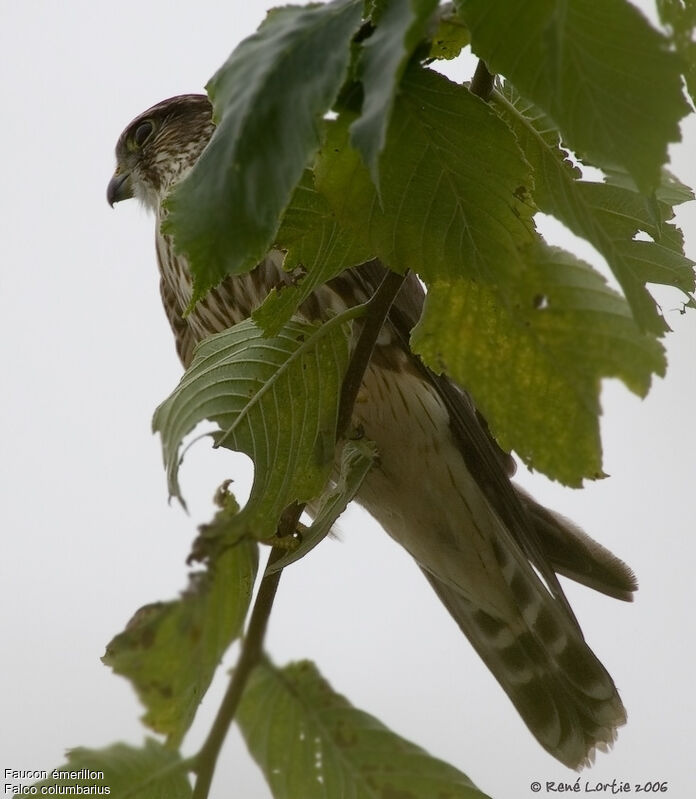 Merlin